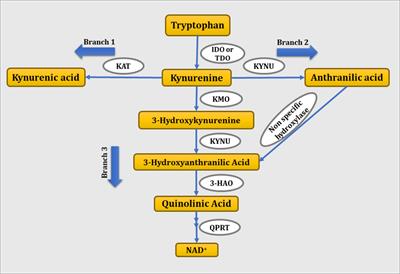 Quinolinic Acid and Nuclear Factor Erythroid 2-Related Factor 2 in Depression: Role in Neuroprogression